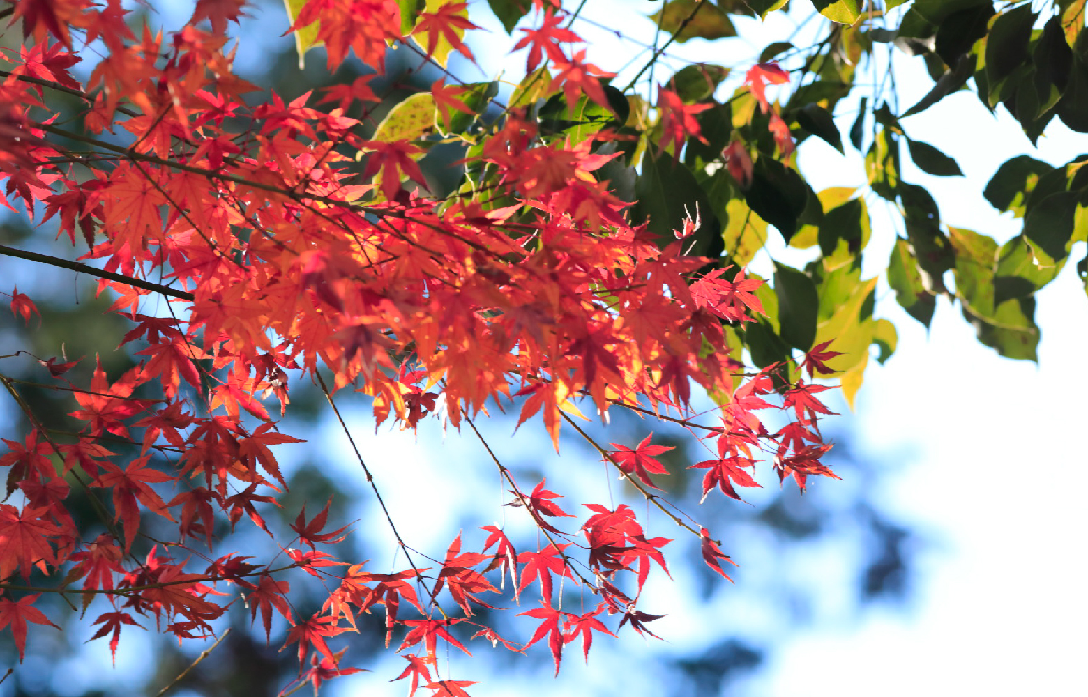 赤く色づいた紅葉の枝が伸びている写真