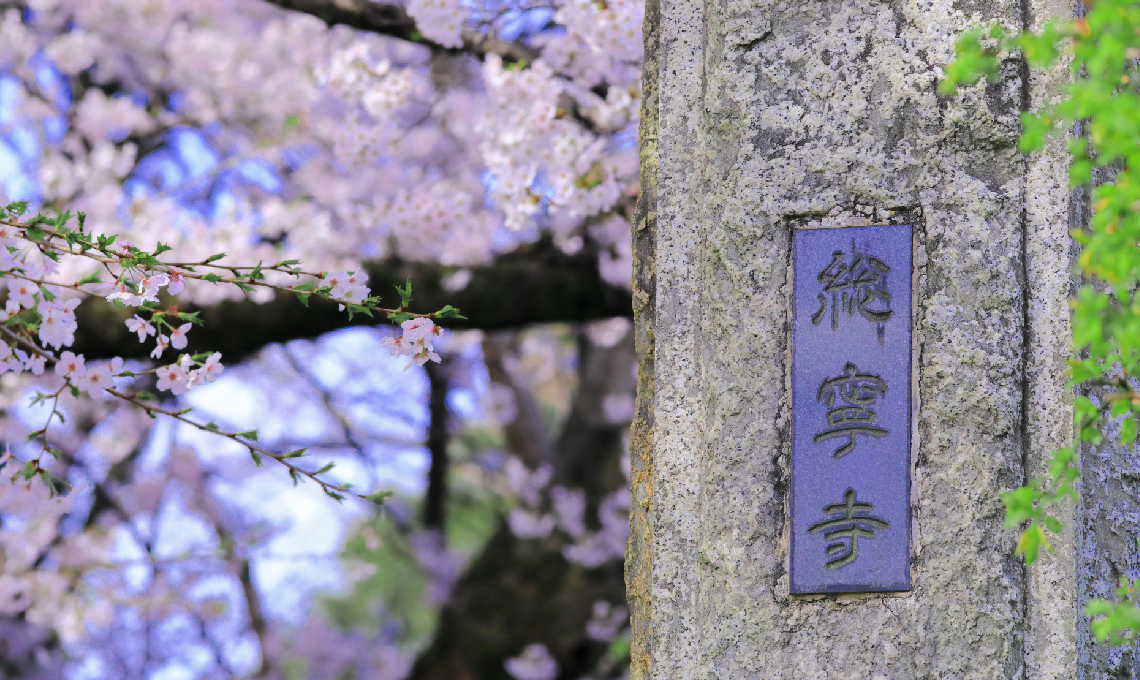「總寧寺」の名盤が埋め込まれた戒壇石のズーム写真。左手には桜の花が咲いている